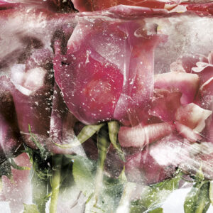 Изображение #31664 Ice roses