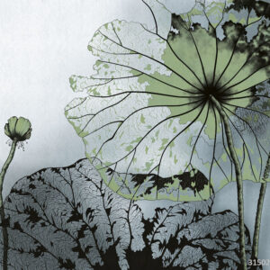 Изображение #31502 Nymphea green