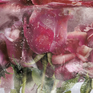 Изображение #31662 Ice roses pink