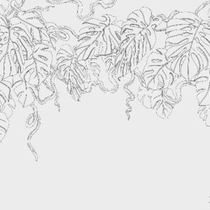 Изображение #34303 Monstera white