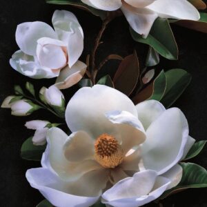 Изображение #31653 Magnolia macro