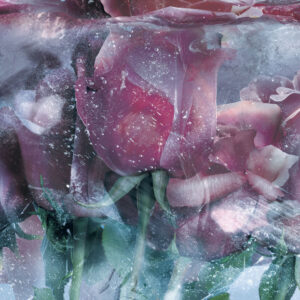 Изображение #31663 Ice roses  blue