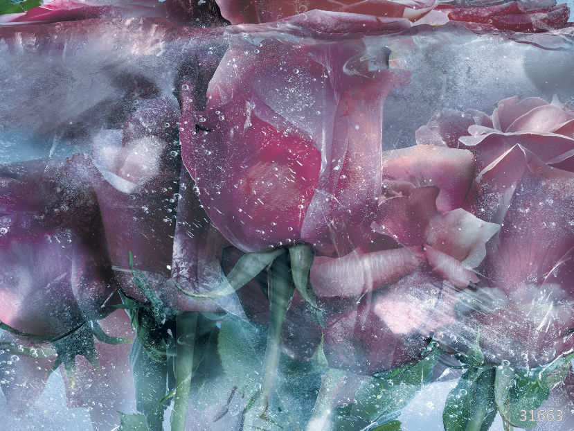 Изображение #31663 Ice roses blue
