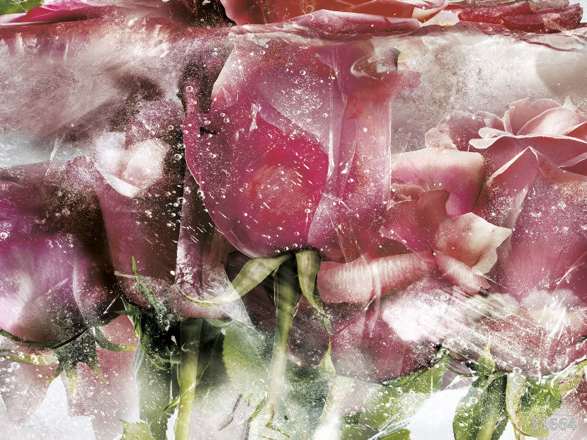 Изображение #31664 Ice roses