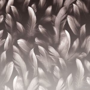 Изображение #33364 Feather